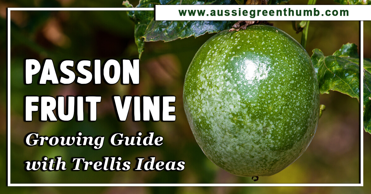 Passion Fruit Vine – Growing Guide with Trellis Ideas