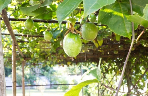 Passion fruit growing in pergolas