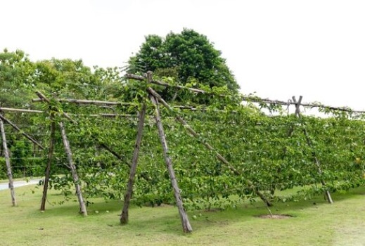 Passion fruit trellis using A-frame supports