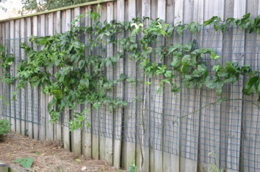 Passion fruit trellis using chicken wire fence