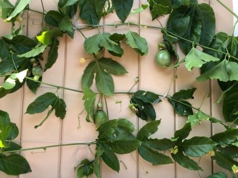 Passion fruit trellis using wires and eyelets