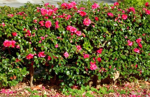 Pruning Camellia Sasanqua