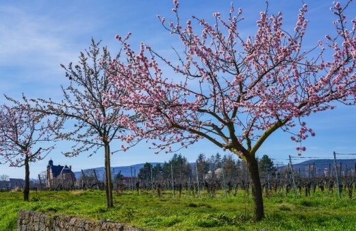 Prunus dulcis commonly known as Almond trees