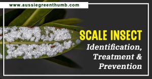 Scale Insect Identification, Treatment and Prevention