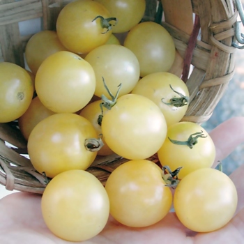 Snow White Tomato is a small, creamy white heirloom tomato with a delicate flavour that's perfect for salads
