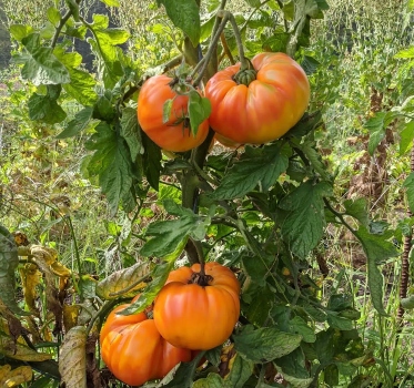 Striped German Tomato is a large, yellow, and red heirloom tomato variety that's known for its sweet and tangy flavour