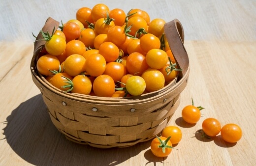 Sun gold tomatoes are small, golden orange heirloom tomato variety