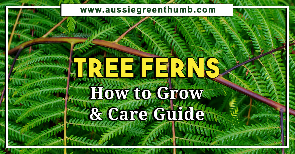 Tree Ferns – How to Grow and Care Guide