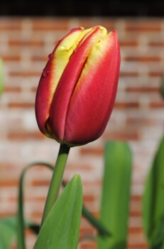 Tulip Apeldoorn Elite has large, bright red blooms on sturdy stems, and gorgeously gentle orange lobes on each petal