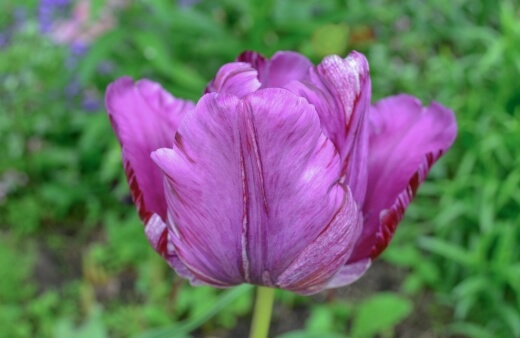 Tulip Blue Parrot features deep blue-purple petals and ruffled edges