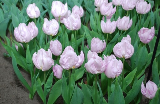 Tulip Candy Prince features fringed petals with a white edge