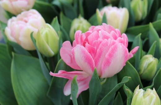 Tulip Foxtrot features soft pink petals with a white edge, creating a beautiful and delicate look