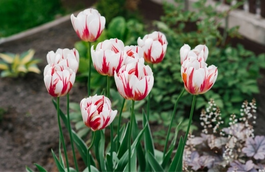 Tulip Happy Generation features deep red flashes, over bright white coloured petals