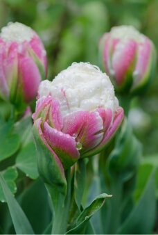 Tulip Ice Cream's blooms are long-lasting and perfect for cutting
