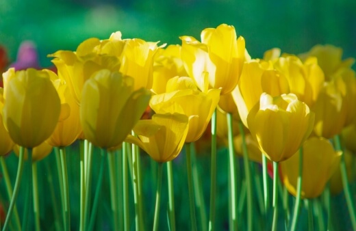 Tulip Monte Carlo has bright yellow blooms that are perfect for adding a pop of colour to your garden
