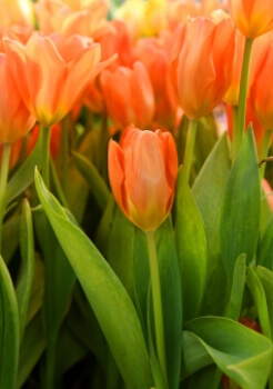 Tulip Orange Emperor has bright orange blooms that will bring a burst of warmth to your garden