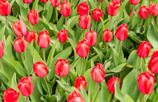 Tulip Red Impression has large, bright red blooms