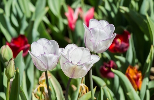 Tulip Shirley has soft pink petals with a white edge, giving it a delicate and romantic look