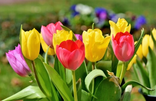 Tulipa, commonly known as Tulips