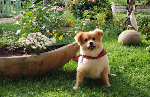 What is a Dog Sensory Garden?