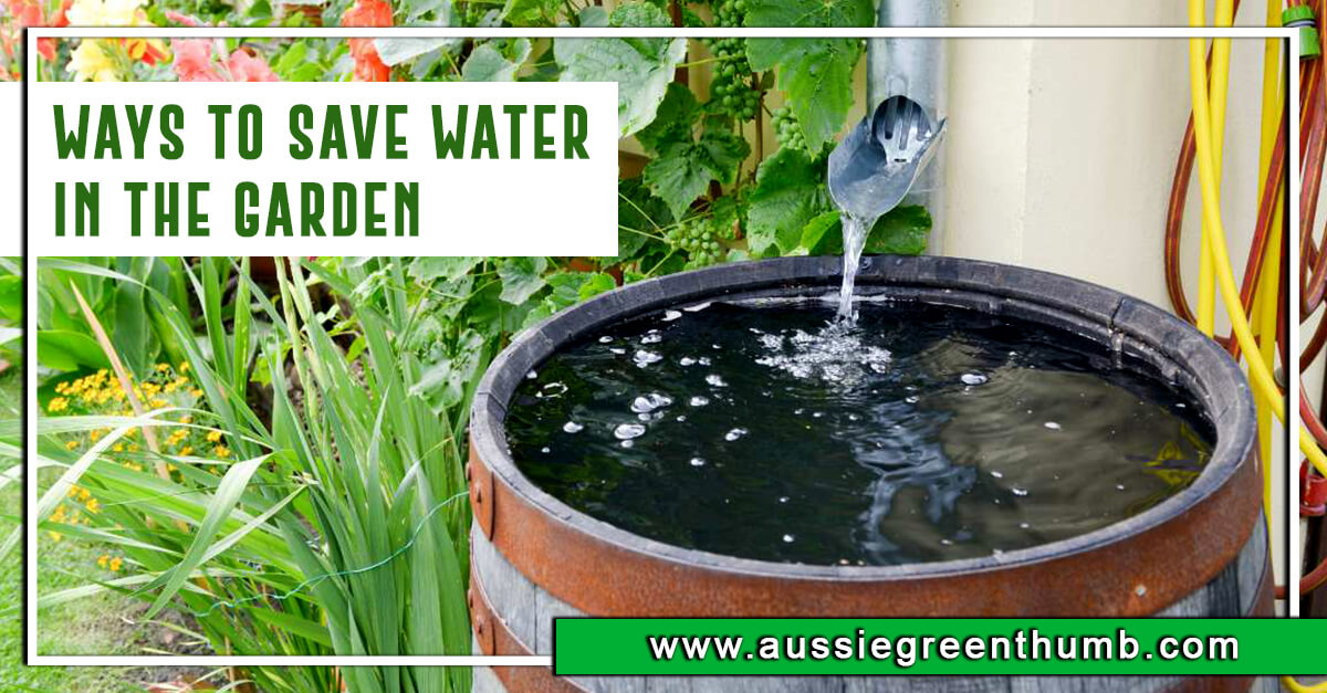 10 Ways to Save Water in the Garden AGT