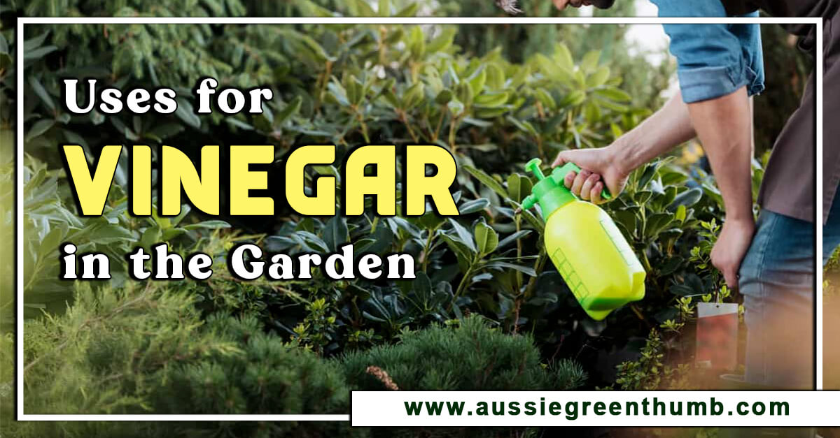 15 Uses for Vinegar in the Garden AGT