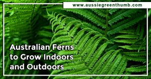 Australian Ferns to Grow Indoors and Outdoors
