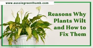 Reasons Why Plants Wilt and How to Fix Them