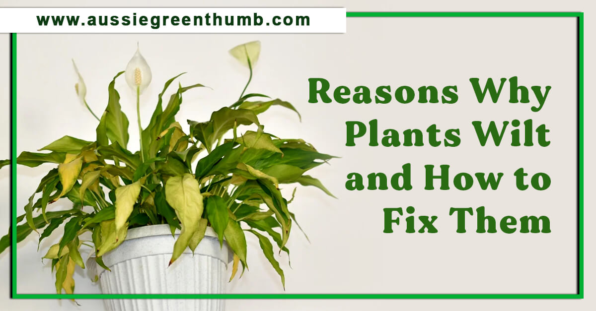 7 Reasons Why Plants Wilt and How to Fix Them