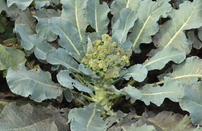 A brocolli affected by whiteflies