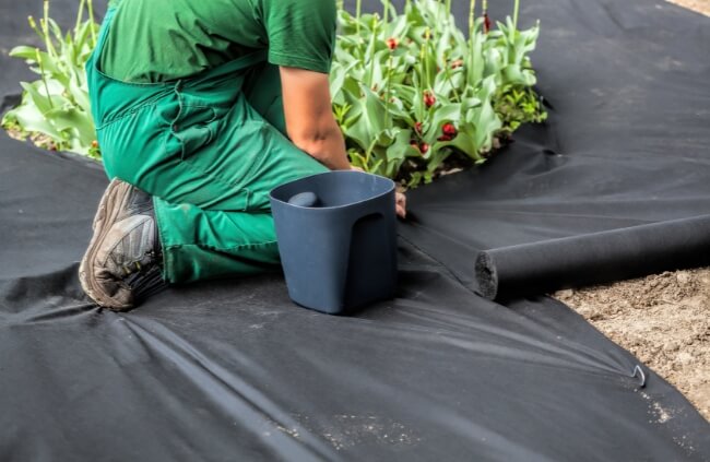 A man installing a weed control fabric