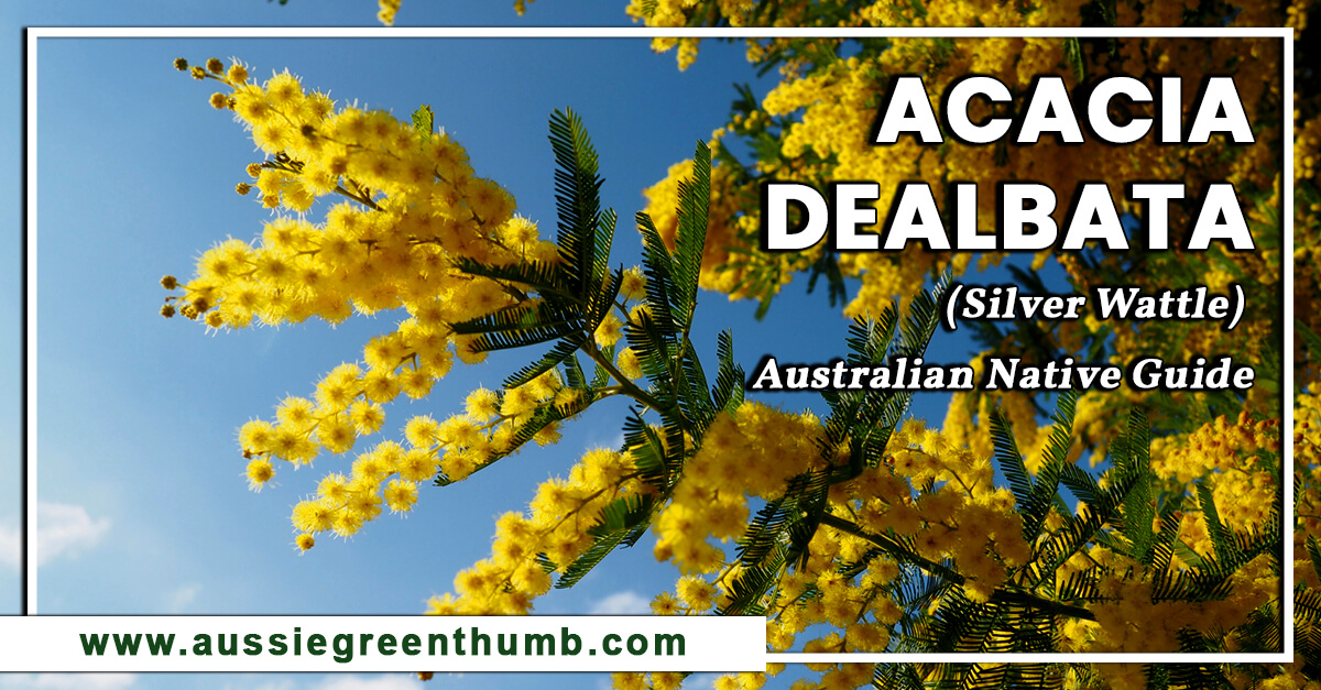 Acacia Dealbata (Silver Wattle) – Australian Native Guide