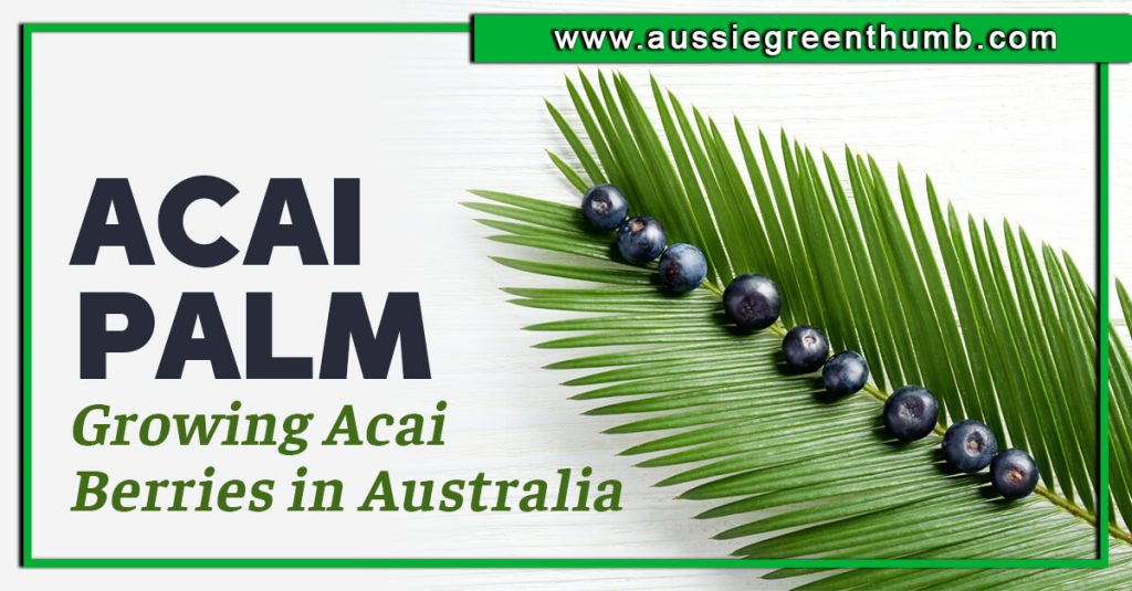 Acai Palm: Growing Acai Berries in Australia