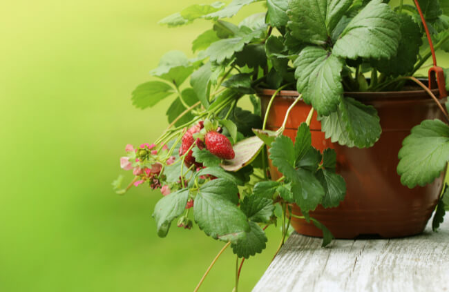 Alpine Strawberry produce small sweet fruit that has a lovely smell, and usually over a longer time