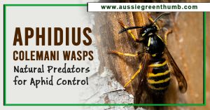 Aphidius colemani Wasps: Natural Predators for Aphid Control