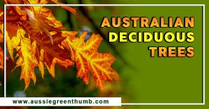 Australian Deciduous Trees