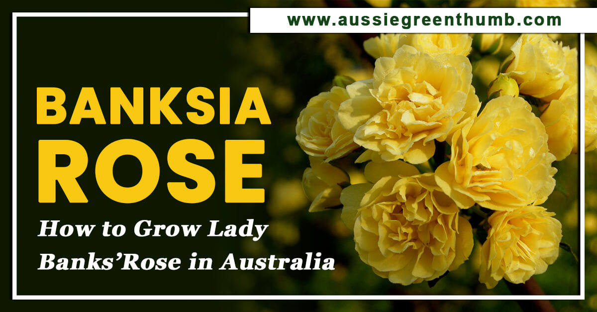 Banksia Rose | How to Grow Lady Banks’ Rose in Australia