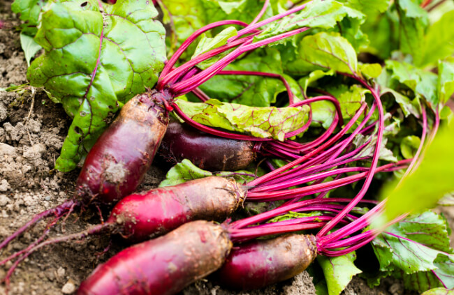 Beetroot cylindra is a gorgeously bred cultivar of beetroot