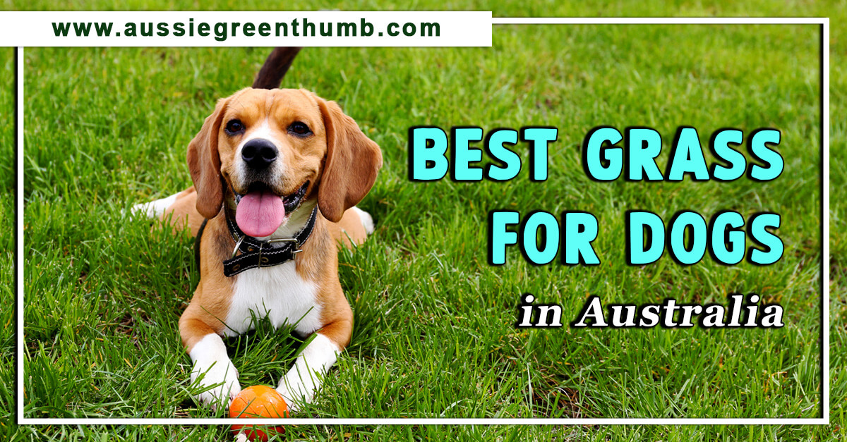 Best Grass for Dogs in Australia AGT
