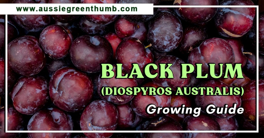 Black Plum (Diospyros australis) Growing Guide