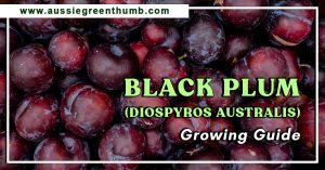 Black Plum (Diospyros australis) Growing Guide