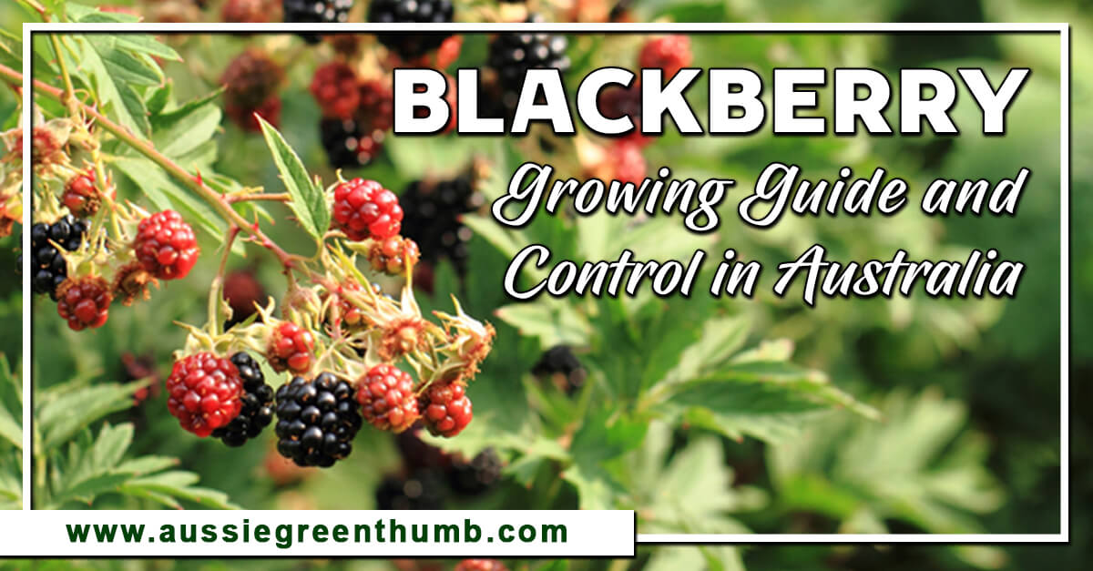 Blackberry Growing Guide and Control in Australia AGT