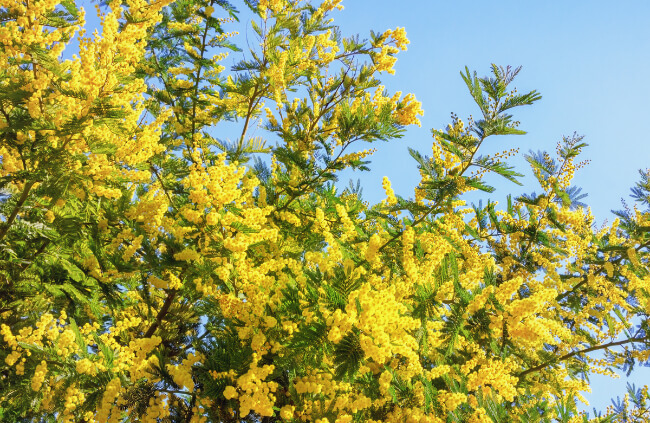 Blooming Acacia Dealbata