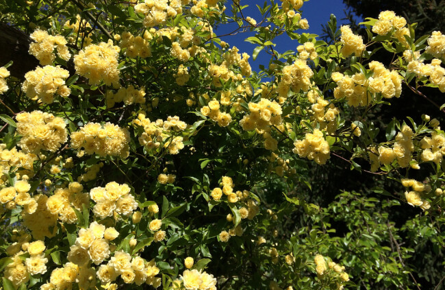 Blooming Banksia Rose