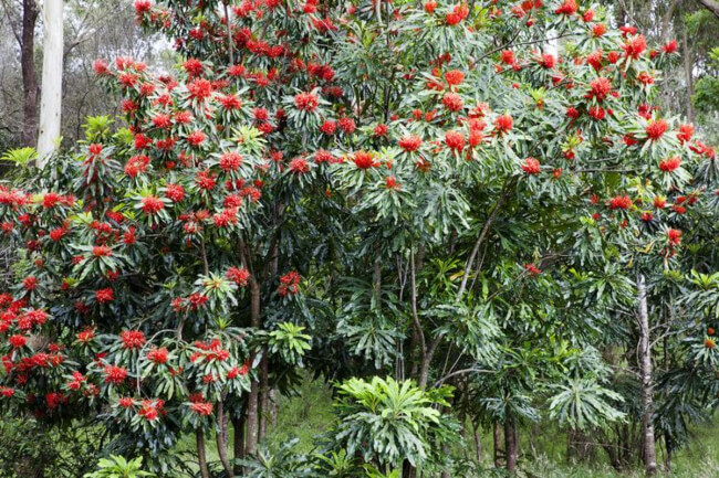 Blooming Waratah Tree