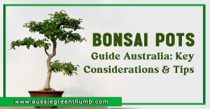 Bonsai Pots Guide Australia: Key Considerations and Tips