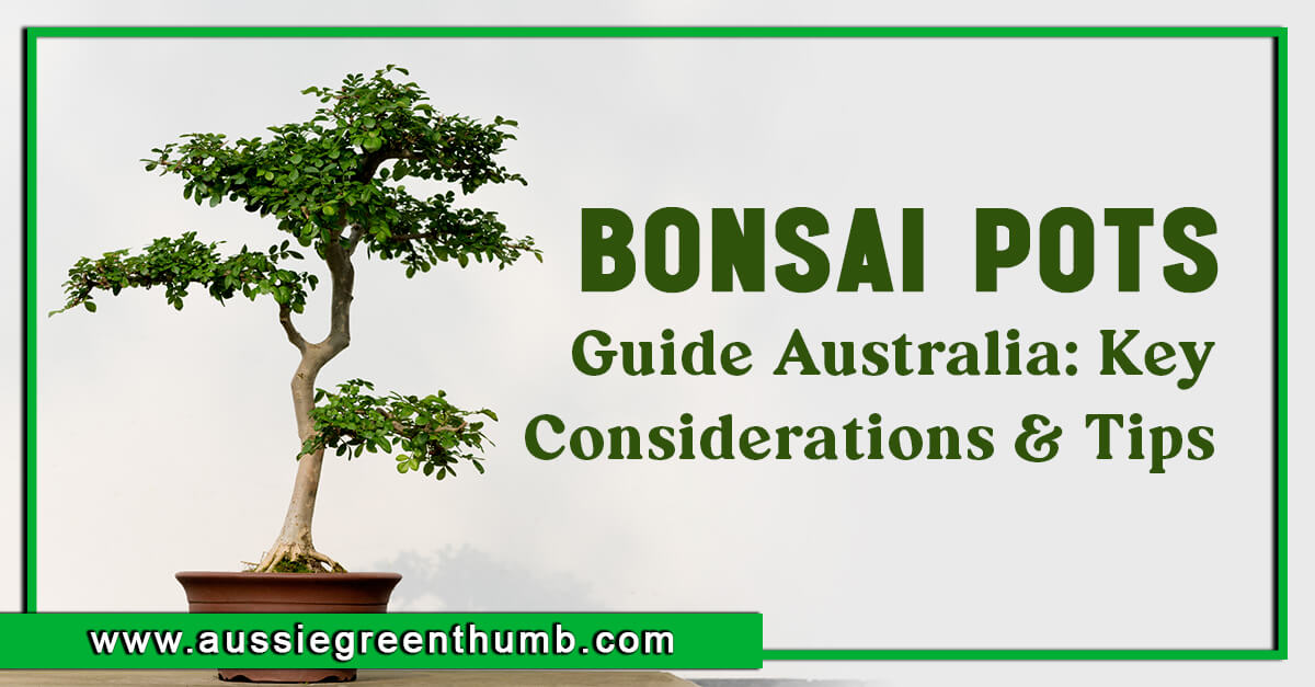 Bonsai Pots Guide Australia Key Considerations and Tips