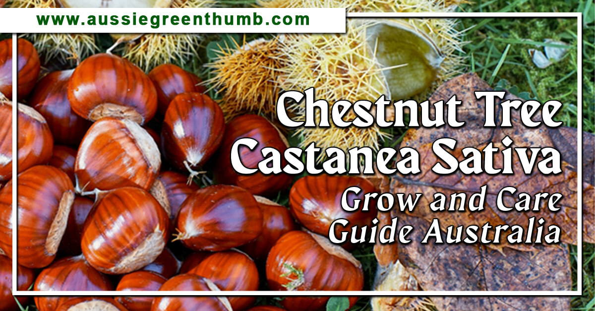 Chestnut Tree Grow and Care Guide Australia