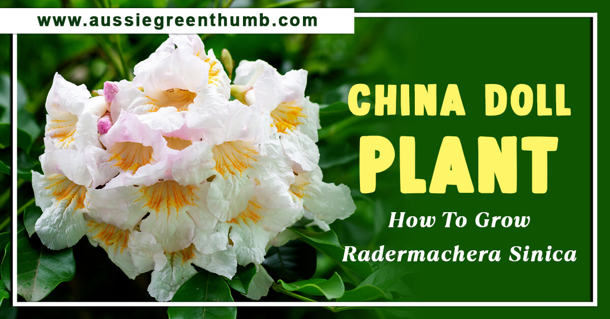 China Doll Plant – How To Grow Radermachera Sinica