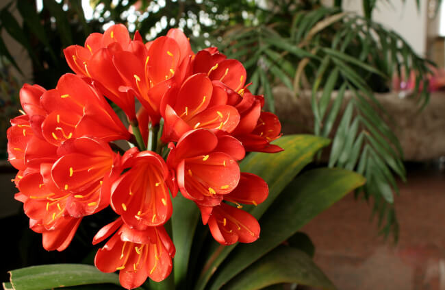 Clivia miniata, commonly known as bush lily and Natal lily